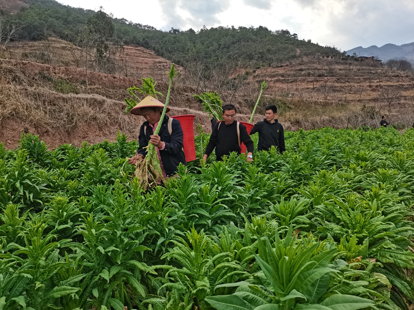 新鲜的贡菜长什么样的 - 生活 - 布条百科