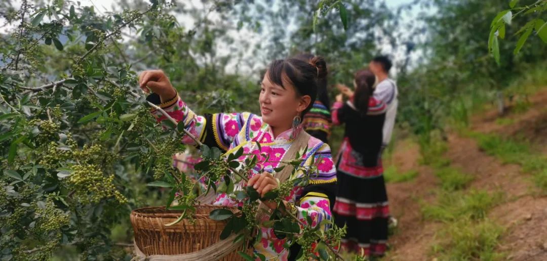 规模化发展花椒产业助农增收-大姚县人民政府
