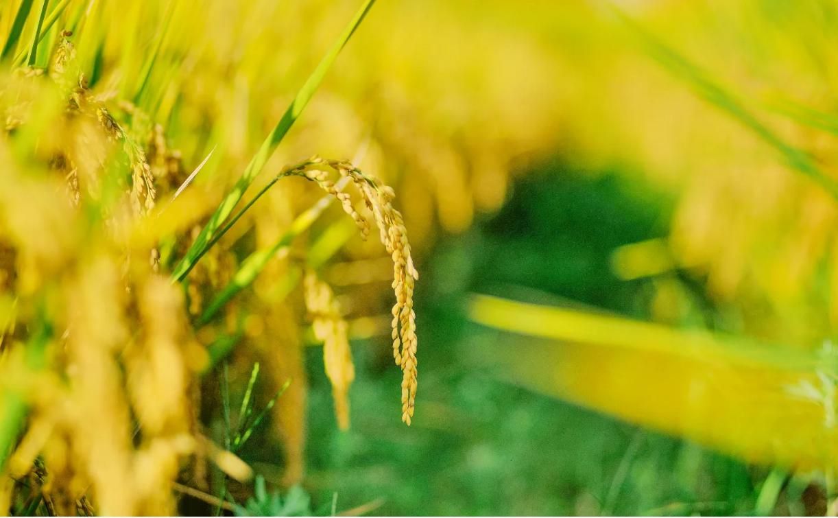 undefined undefined